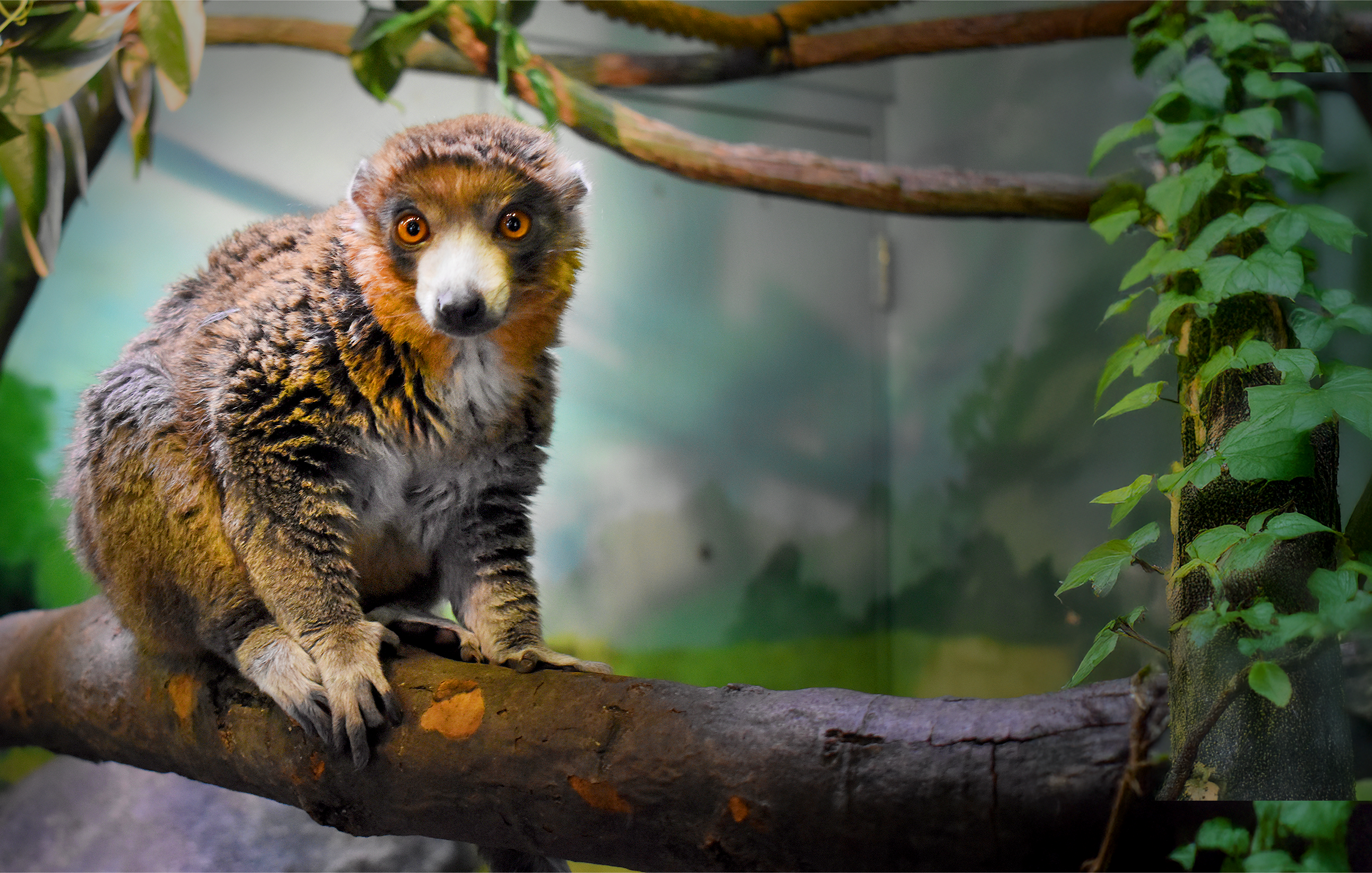 Mongoose lemur on branch.