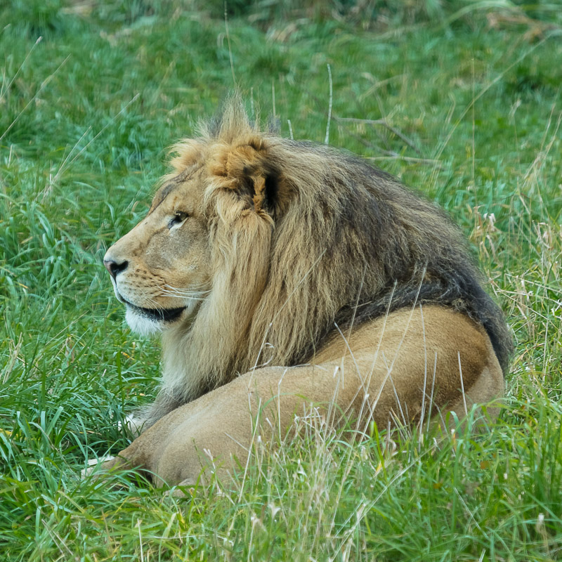 Lion