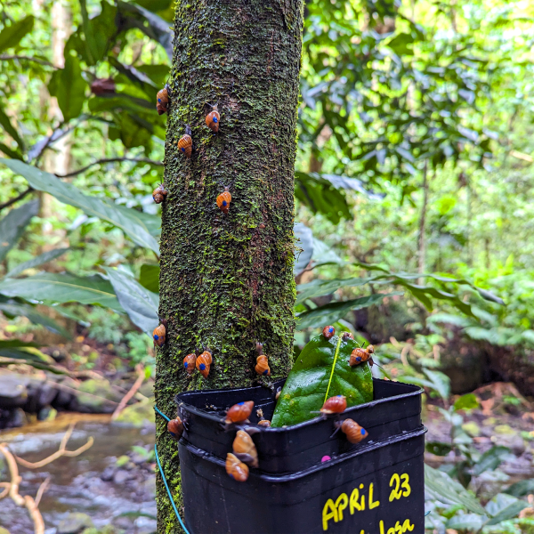 Partula snails