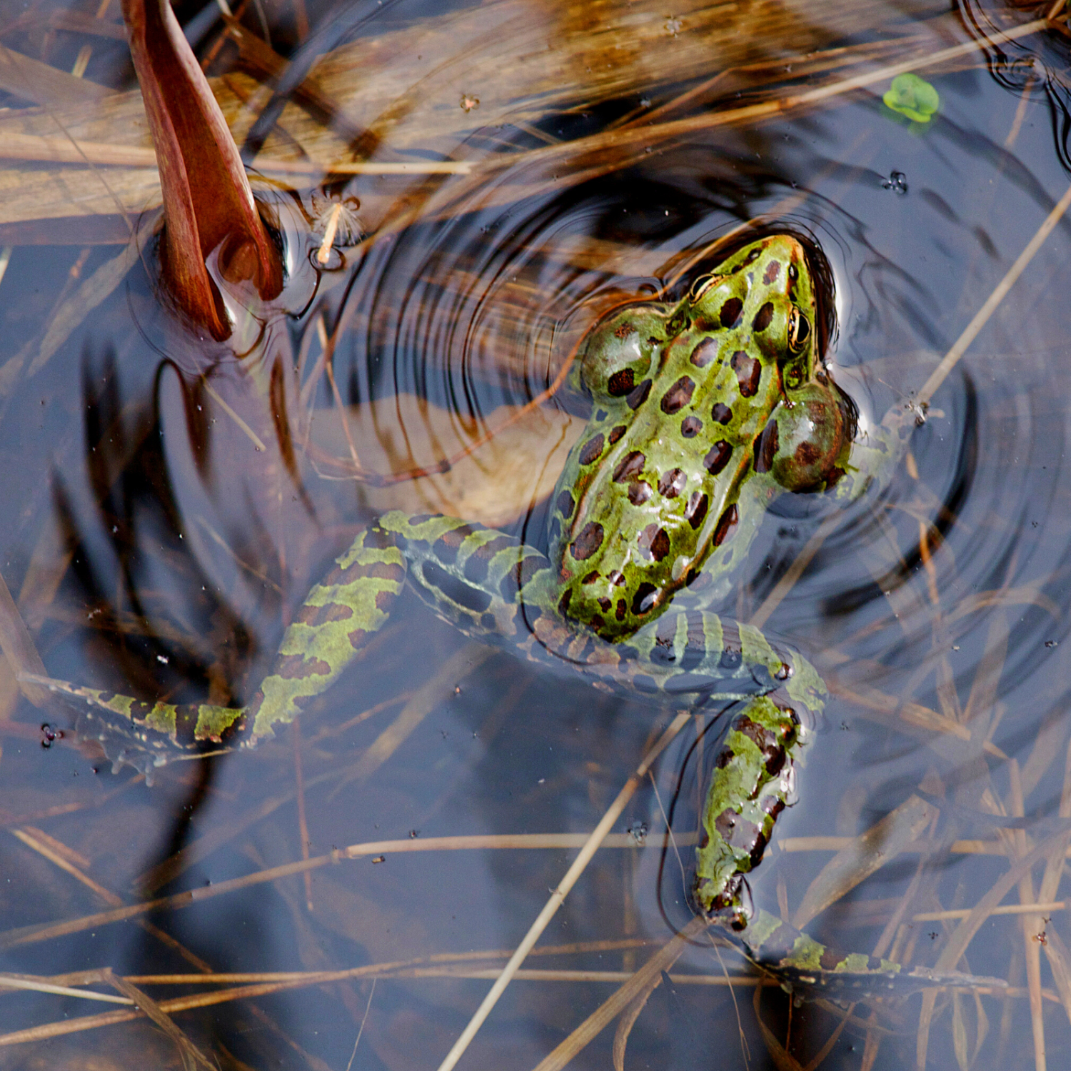 Frog calling from the water