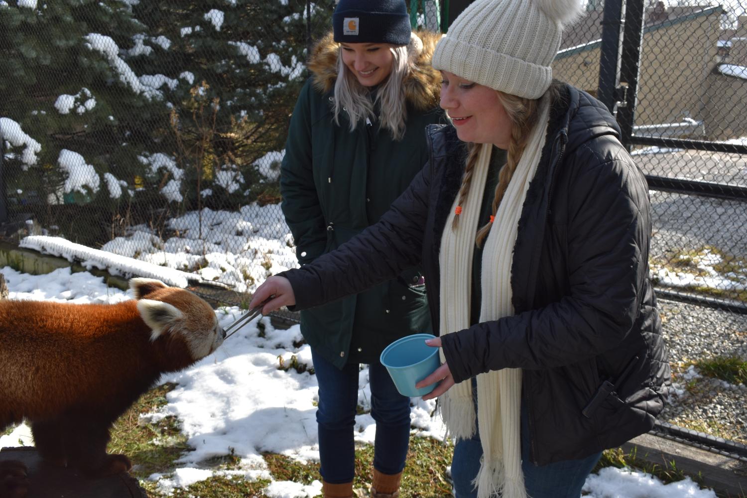 Red Panda Get Closer