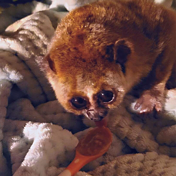 Mai Ly the pygmy slow loris eating peanut butter
