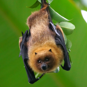 Cute Bat