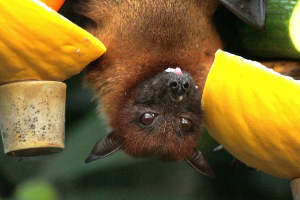 Bat with Fruit