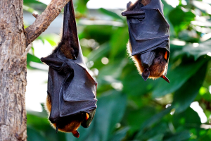 sleeping bats