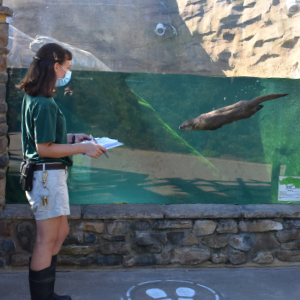 otter being observed