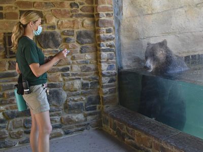 bear being observed