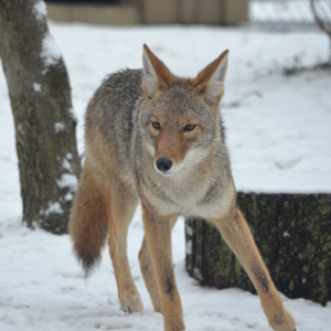 Coyotes