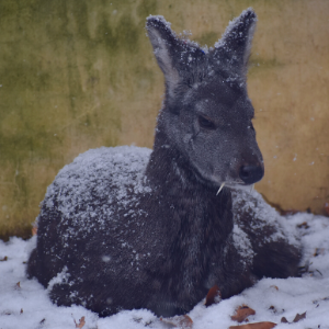 Musk Deer