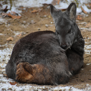 Musk Deer