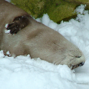 North American River Otter