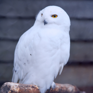 Snowy Owl