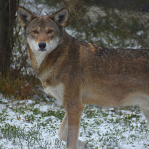 Red Wolves