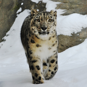 Snow Leopards