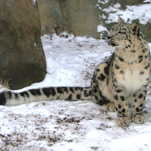 Snow Leopards