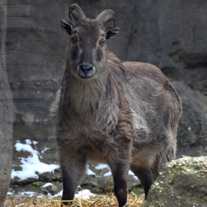 Himalayan Tahr