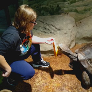 tortoises snacks