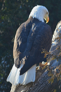 bald eagle