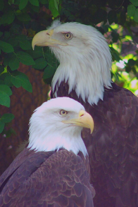 bald eagles