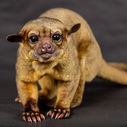 Chloe the Kinkajou