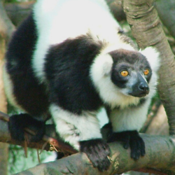 lemur