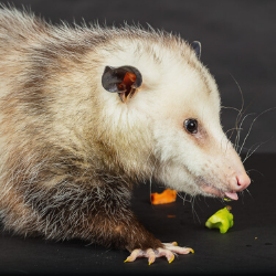 Marsi the Opossum