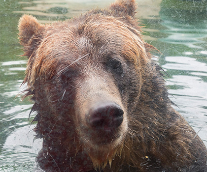 Jackson the Bear