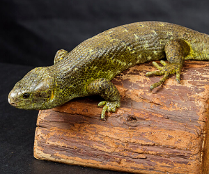 Prehensile-tailed Skink