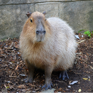 Capybara