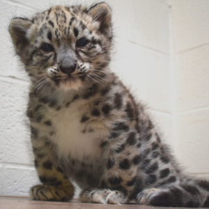 snow leopard