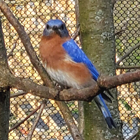 bluebird