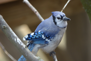 bluejay