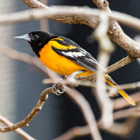 oriole