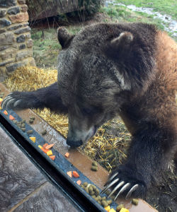 cheyenne the bear