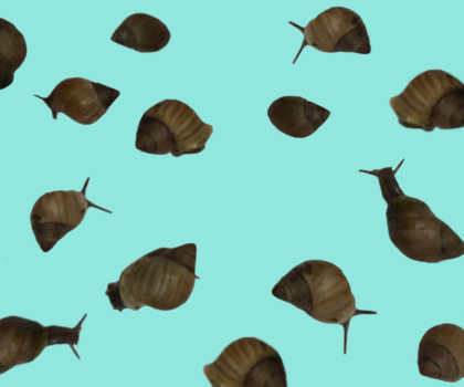 Snails