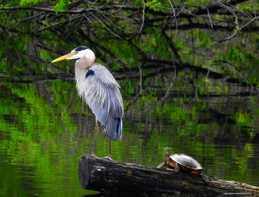 Heron and Turtle