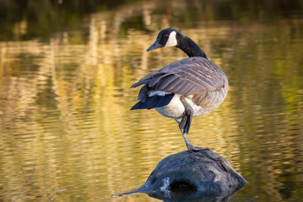 Golden Hour Goose