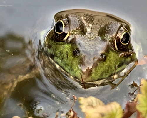 Frog Days of Spring