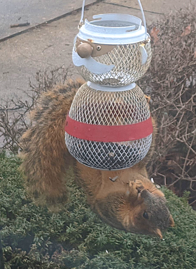 Acrobatic Squirrel