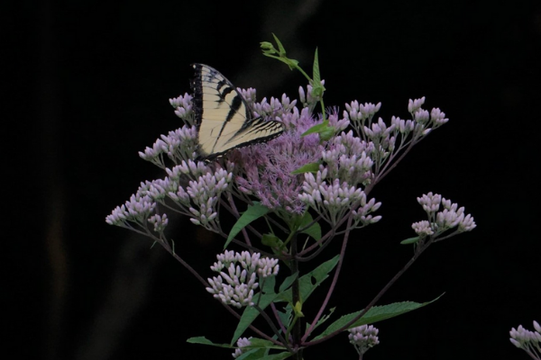 Beauty and the Butterfly