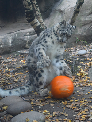 Baya with pumpkin