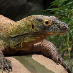 Komodo Dragons