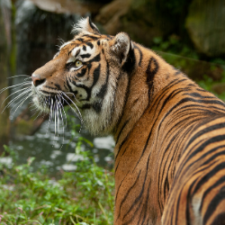 Sumatran Tigers