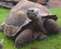 Galapagos tortoises