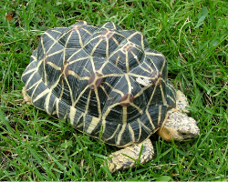 tortoise