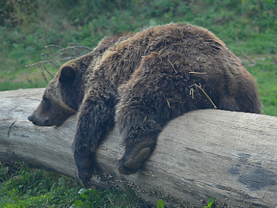 bear on log