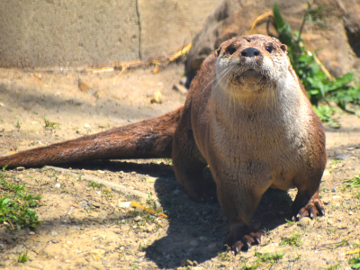 Otter