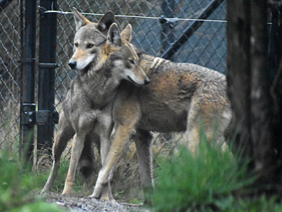 Red Wolves