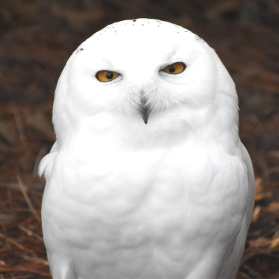 picture of a male snowy owl