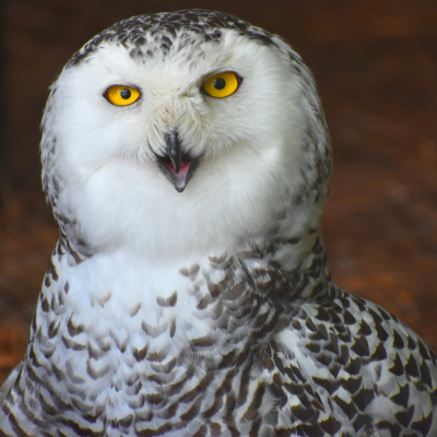 Female Snowy owl